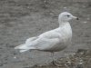 Glaucous Gull at Barling Rubbish Tip (Steve Arlow) (70330 bytes)